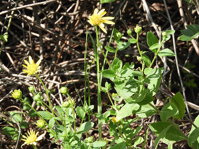 Verbesina lindheimeri (Lindheimer's crownbeard) #89547