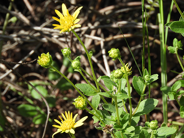 Verbesina lindheimeri (Lindheimer's crownbeard) #89548