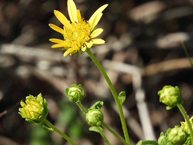 Verbesina lindheimeri (Lindheimer's crownbeard) #89549