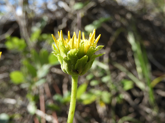 Verbesina lindheimeri (Lindheimer's crownbeard) #89550