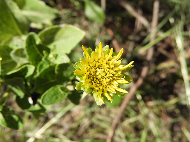 Verbesina lindheimeri (Lindheimer's crownbeard) #89551