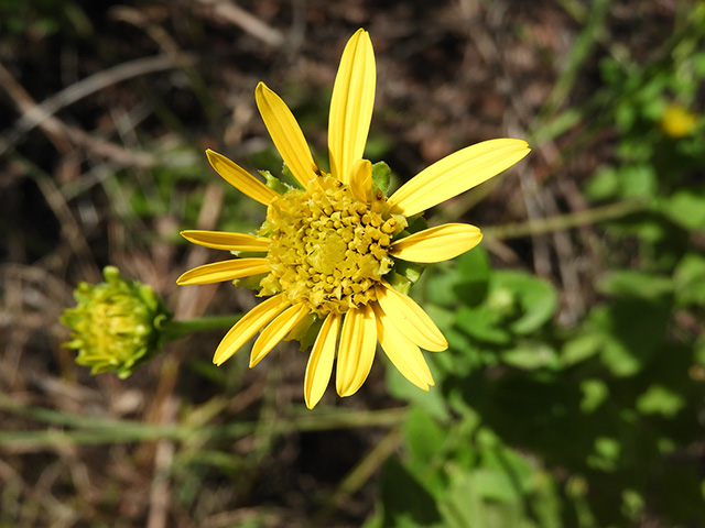 Verbesina lindheimeri (Lindheimer's crownbeard) #89552