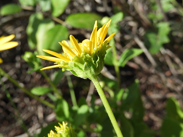 Verbesina lindheimeri (Lindheimer's crownbeard) #89553