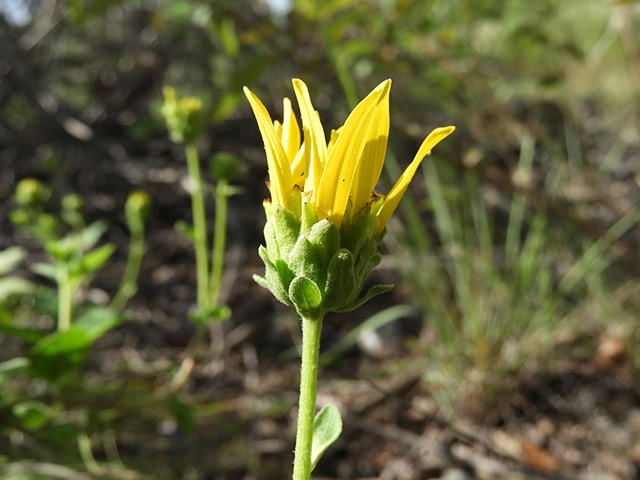 Verbesina lindheimeri (Lindheimer's crownbeard) #89554