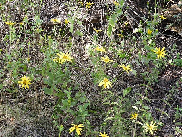 Verbesina lindheimeri (Lindheimer's crownbeard) #89555