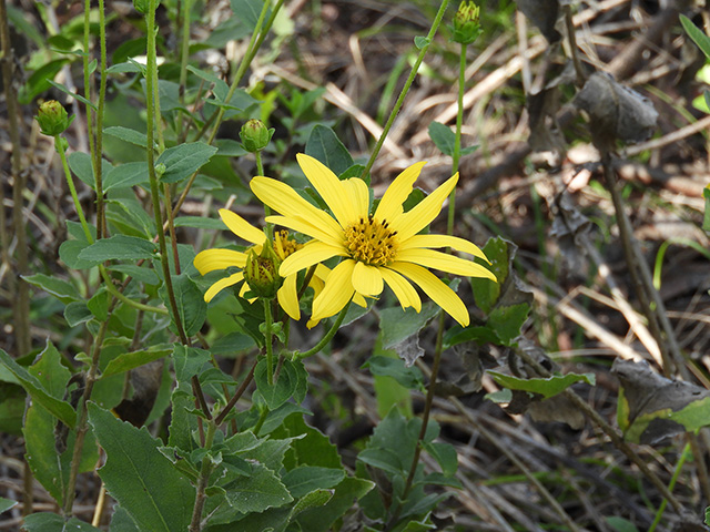 Verbesina lindheimeri (Lindheimer's crownbeard) #89556