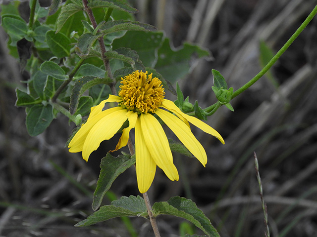 Verbesina lindheimeri (Lindheimer's crownbeard) #89557