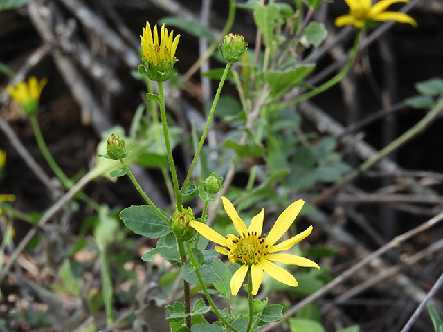 Verbesina lindheimeri (Lindheimer's crownbeard) #89558