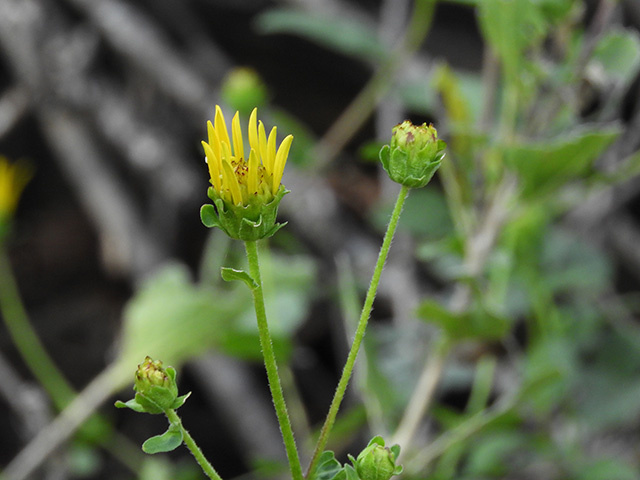 Verbesina lindheimeri (Lindheimer's crownbeard) #89559