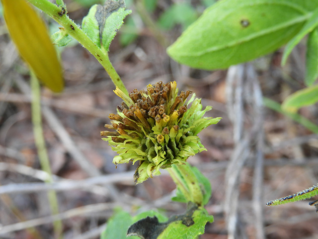 Verbesina lindheimeri (Lindheimer's crownbeard) #89561