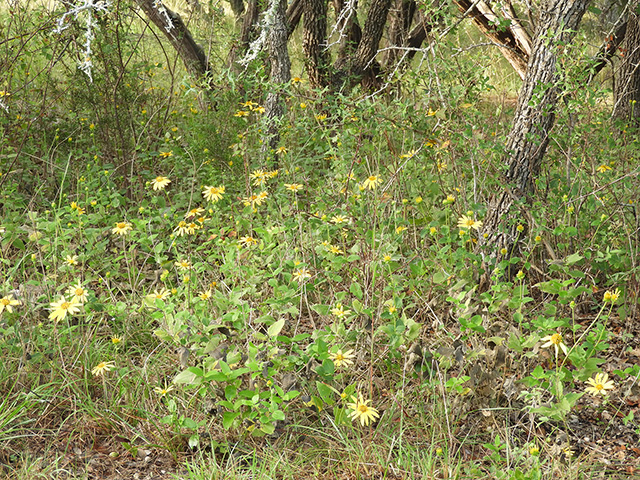 Verbesina lindheimeri (Lindheimer's crownbeard) #89562