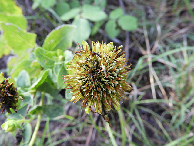 Verbesina lindheimeri (Lindheimer's crownbeard) #89563