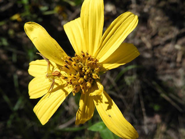 Verbesina lindheimeri (Lindheimer's crownbeard) #89565