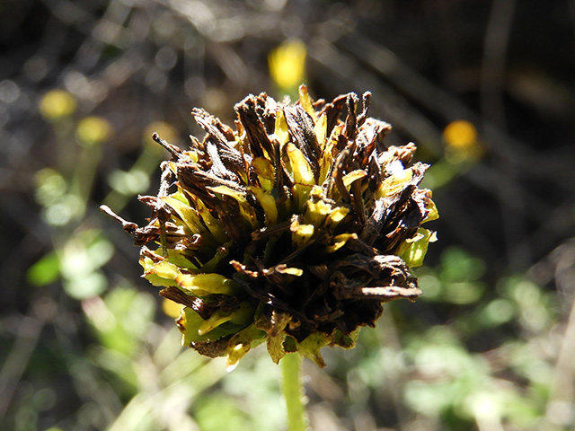 Verbesina lindheimeri (Lindheimer's crownbeard) #89566