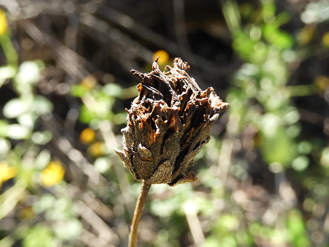 Verbesina lindheimeri (Lindheimer's crownbeard) #89567