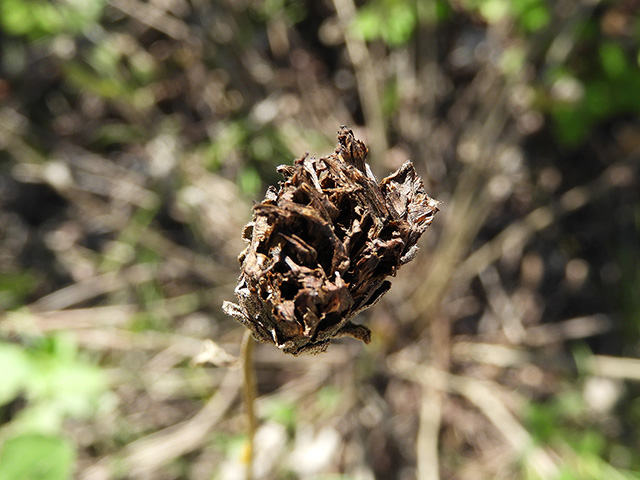 Verbesina lindheimeri (Lindheimer's crownbeard) #89568