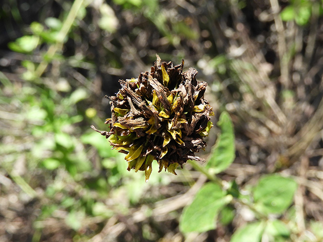 Verbesina lindheimeri (Lindheimer's crownbeard) #89569