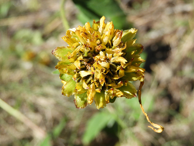 Verbesina lindheimeri (Lindheimer's crownbeard) #89570