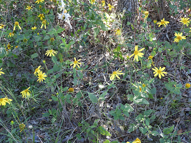 Verbesina lindheimeri (Lindheimer's crownbeard) #89572