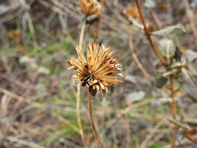 Verbesina lindheimeri (Lindheimer's crownbeard) #89573