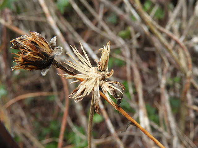 Verbesina lindheimeri (Lindheimer's crownbeard) #89575