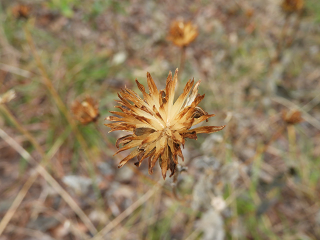 Verbesina lindheimeri (Lindheimer's crownbeard) #89576