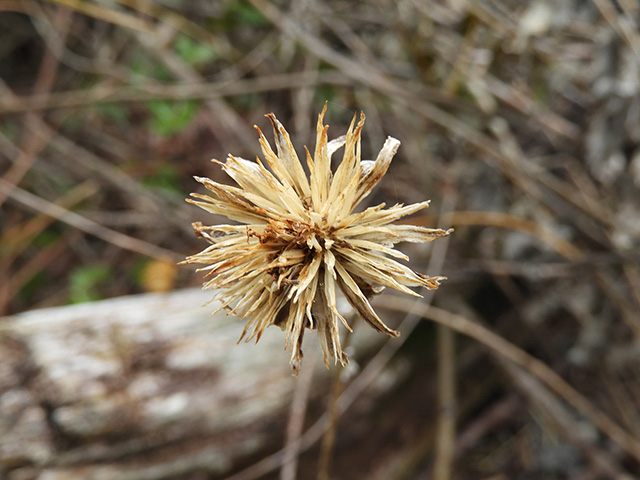 Verbesina lindheimeri (Lindheimer's crownbeard) #89577