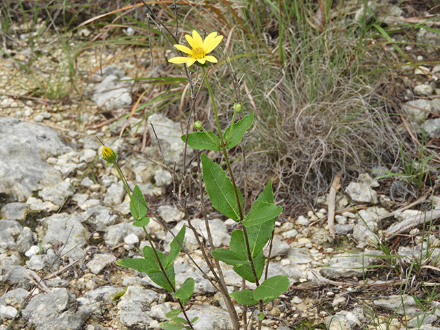 Verbesina lindheimeri (Lindheimer's crownbeard) #89578