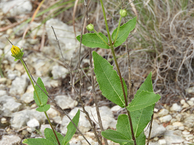 Verbesina lindheimeri (Lindheimer's crownbeard) #89579