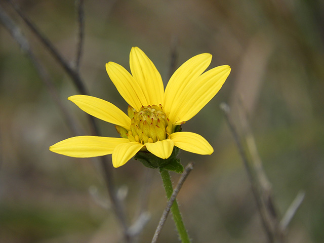 Verbesina lindheimeri (Lindheimer's crownbeard) #89580