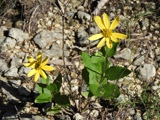 Verbesina lindheimeri (Lindheimer's crownbeard) #89582