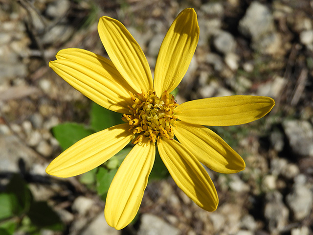 Verbesina lindheimeri (Lindheimer's crownbeard) #89583