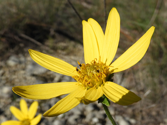 Verbesina lindheimeri (Lindheimer's crownbeard) #89584