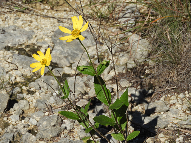 Verbesina lindheimeri (Lindheimer's crownbeard) #89586