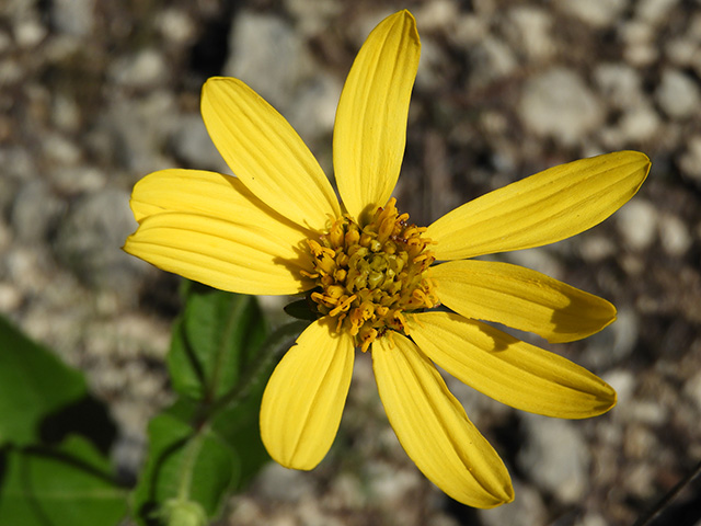 Verbesina lindheimeri (Lindheimer's crownbeard) #89587