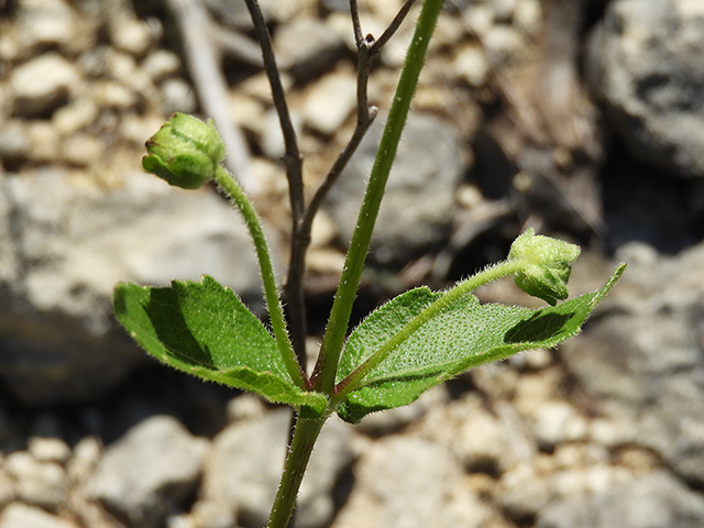 Verbesina lindheimeri (Lindheimer's crownbeard) #89591