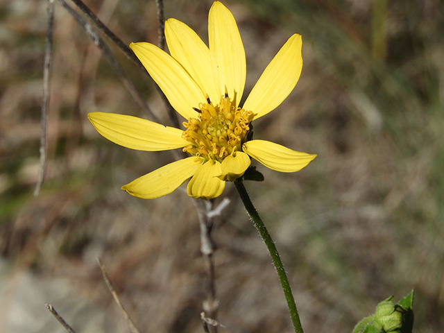 Verbesina lindheimeri (Lindheimer's crownbeard) #89592