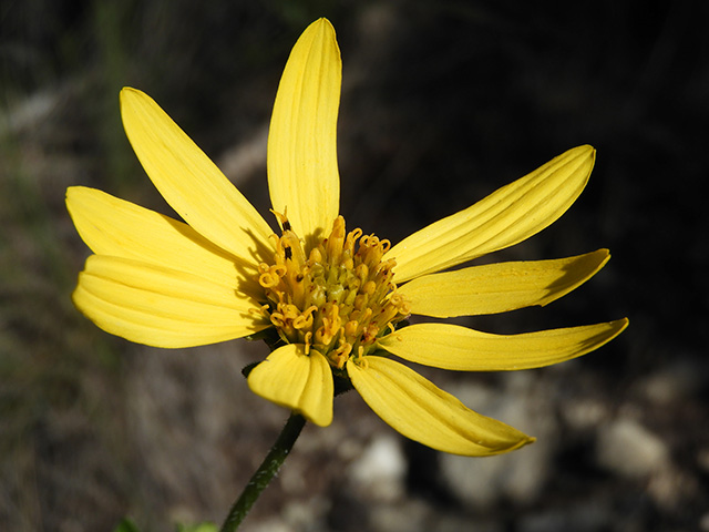 Verbesina lindheimeri (Lindheimer's crownbeard) #89593