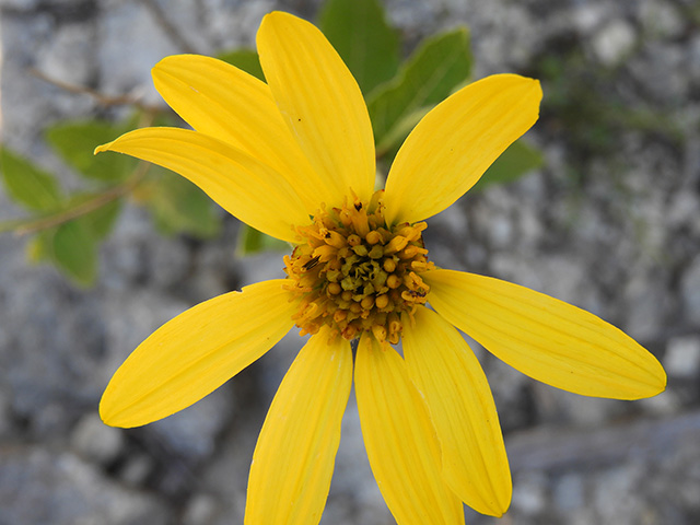 Verbesina lindheimeri (Lindheimer's crownbeard) #89594