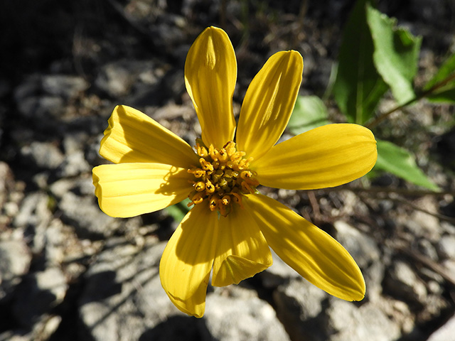 Verbesina lindheimeri (Lindheimer's crownbeard) #89595