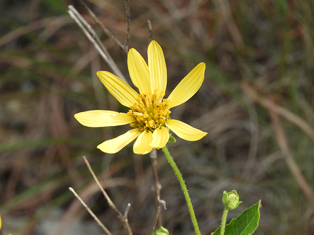 Verbesina lindheimeri (Lindheimer's crownbeard) #89596