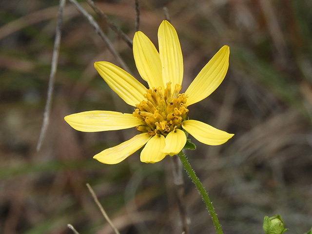 Verbesina lindheimeri (Lindheimer's crownbeard) #89597