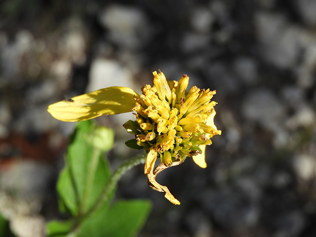 Verbesina lindheimeri (Lindheimer's crownbeard) #89600