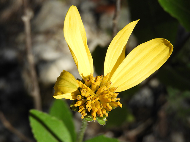 Verbesina lindheimeri (Lindheimer's crownbeard) #89601