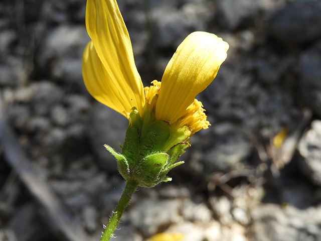 Verbesina lindheimeri (Lindheimer's crownbeard) #89602