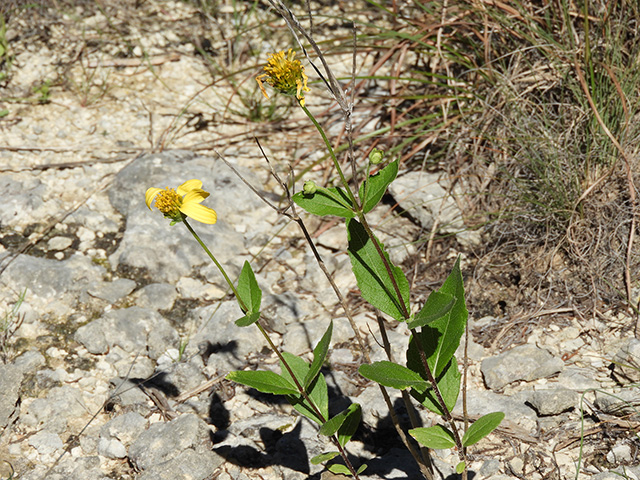 Verbesina lindheimeri (Lindheimer's crownbeard) #89603