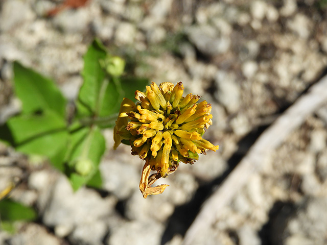 Verbesina lindheimeri (Lindheimer's crownbeard) #89604