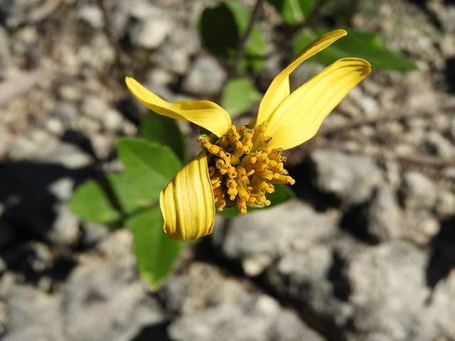 Verbesina lindheimeri (Lindheimer's crownbeard) #89605