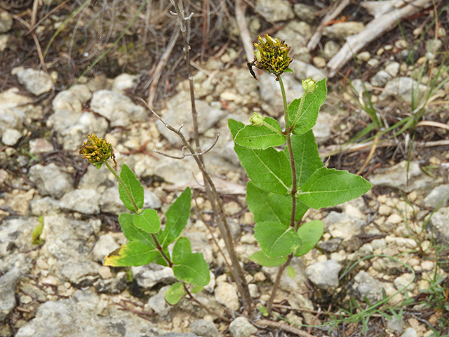 Verbesina lindheimeri (Lindheimer's crownbeard) #89606