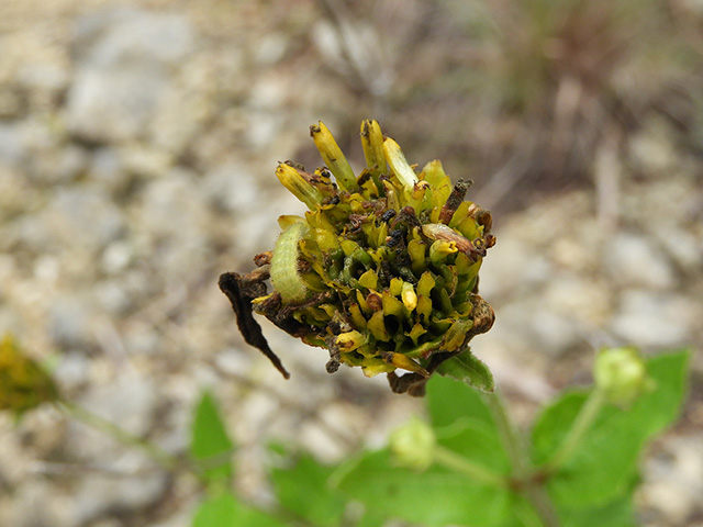 Verbesina lindheimeri (Lindheimer's crownbeard) #89607